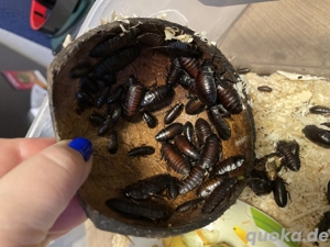 Madagaskar Fauchschaben Tierfutter Fauchschaben