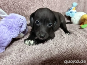 Welpe *BETTI* Das kleine Hundemädchen ist immer gut gelaunt und sucht ein liebevolles Zuhause