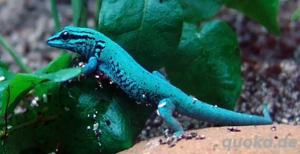 suche ... 3 bis 4 Jungtiere Lygodactulus Williamsi 