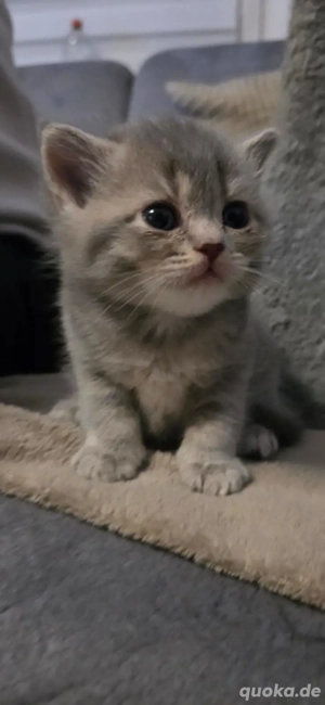 Wunderschönes graues BKH Kitten   bald abzugeben