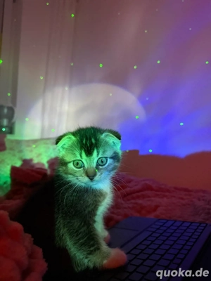 Ruhiges, anhängliches Kätzchen 