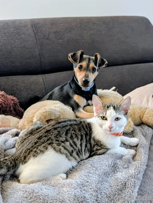 Zwergpinschermix Meilo