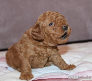 Tolle Rüder mit Stammbaum 