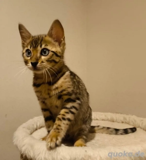 Bengal Kätzchen mit wunderschönen Augen abgabebereit 