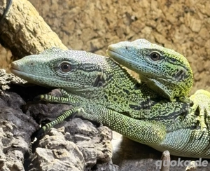 Terraristik Whatsappgruppe