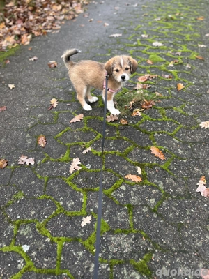 Ihn liebe Hände abzugeben 