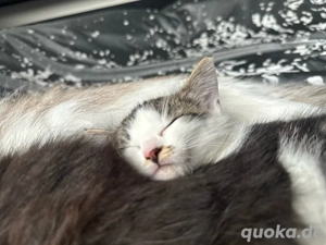 Süße halbsibirische Katze zu verkaufen