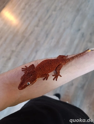 Höckerkopfgecko 1.0 zu verkaufen