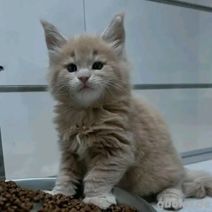 Maine-Coon-Kätzchen