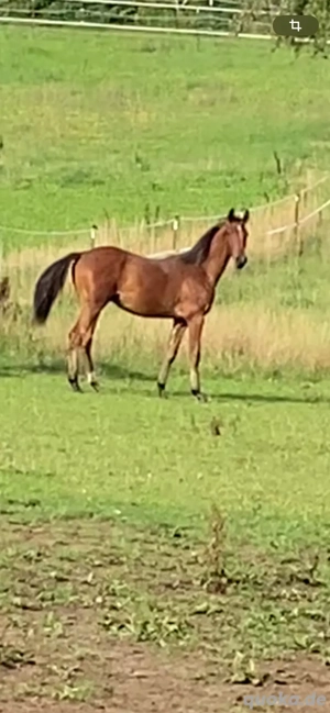 Stakkato Gold x cachas 