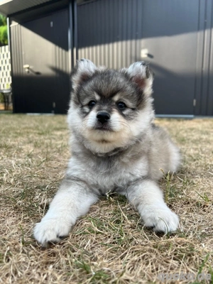 Wurfankündigung - Zwergspitz Welpen erwartet 