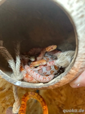 Pantherophis guttatus Kornnatter - amelanistic hypomelanistic (Amel) und Wildfarben Wildform (WF)