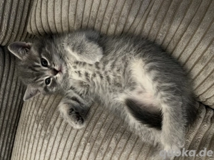 BKH Kitten Pluepoint - 2 weiße & 1 grauer Kater