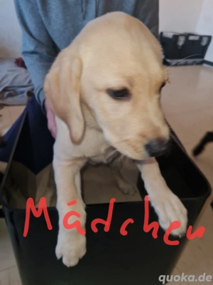 Labrador Welpen 