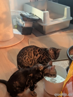 bengal kater 