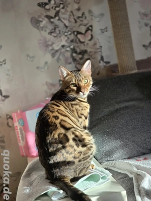 bengal kater kastriert 