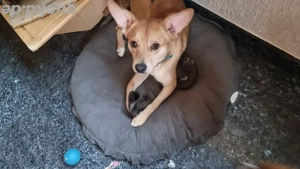 Foxi sucht ein gutes Zuhausr