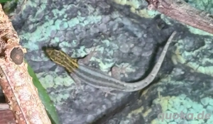 Lygodactylus picturatus- 0.0.2