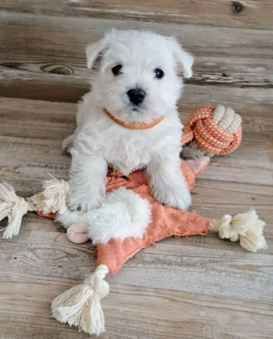Wunderschöne Westie Welpe, West Highland White Terrier Welpen,ähn. Havanese, Malteser, Jackrassel