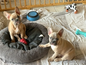 Französische Bulldoggen Welpen 
