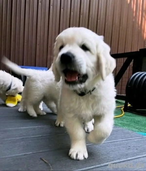 Ich suche ein liebevolles und fürsorgliches Zuhause für meine süßen Golden-Retriever-Welpen.