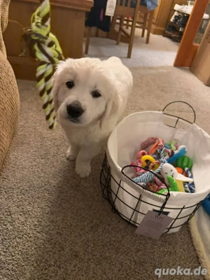 Süße und entzückende Golden-Retriever-Welpen, bereit für ein liebevolles und fürsorgliches Zuhause.