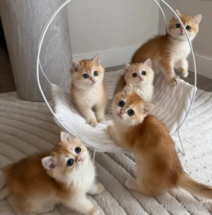 Reinrassige BKH Golden Shaded Kitten Aus Seriöser Und Liebevoller Zucht