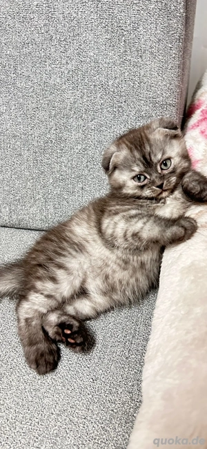 Kitten (Mischo) sucht ein liebevolles neues Zuhause