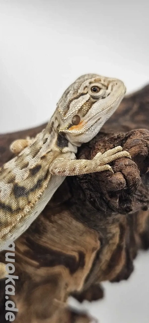 Pogona vitticeps Bartagame hypo leatherback female