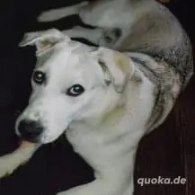Charly B 43 cm   der Wilde [auf Pflegestelle in D-71139 Ehningen] Bild 5