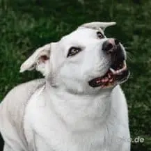 Charly B 43 cm   der Wilde [auf Pflegestelle in D-71139 Ehningen]