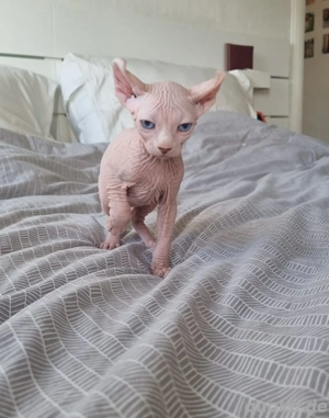 Sphynx-Kätzchen