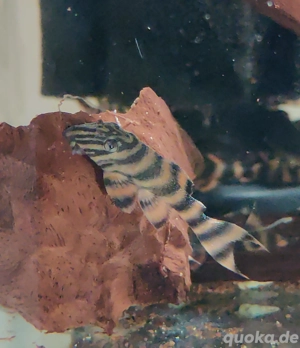 Panaqolus sp. L 403 - Harnischwelse - L-Wels