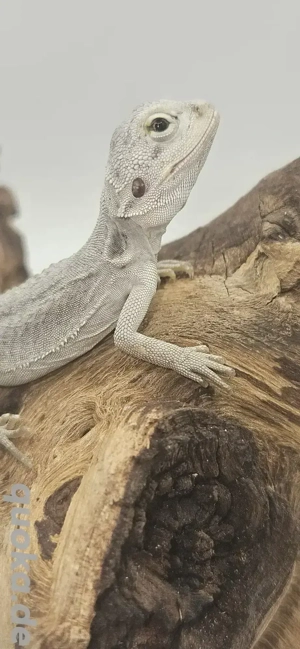 Pogon vitticeps Bartagame Hypo zero leatherback male