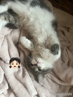 Reinrassige XXL Maine Coon Kitten