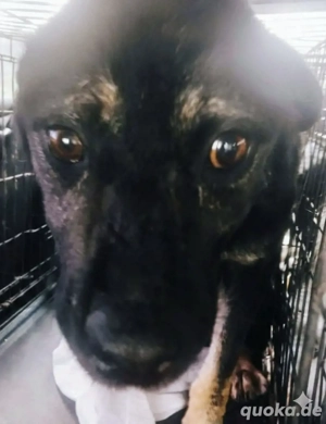 SOS- Notfall  -Chicco braucht ein Zuhause für immer Bild 3