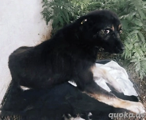 SOS- Notfall  -Chicco braucht ein Zuhause für immer Bild 4