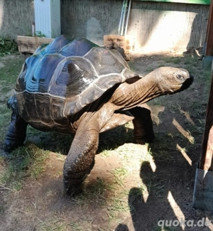 1 Pärchen Aldabra-Riesenschildkröte zu verkaufen 