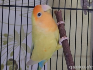 Rosenköpfchen weiblich 