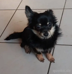 Chihuahua Rüde Krümel 