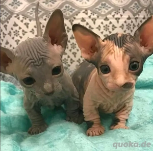 Sphynx-Kätzchen mit 5-Sterne-Lizenz (GCCF-registriert)