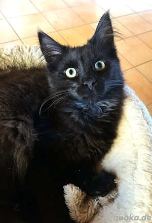 Maine Coon Kitten darf ausziehen