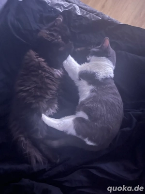 MainCoon Perser Kater & Hauskatze