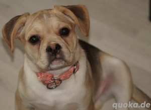 Gesunder Französischer Bulldoggen Welpe Rüde Toto von untersuchten Elterntieren - ideal für Familien