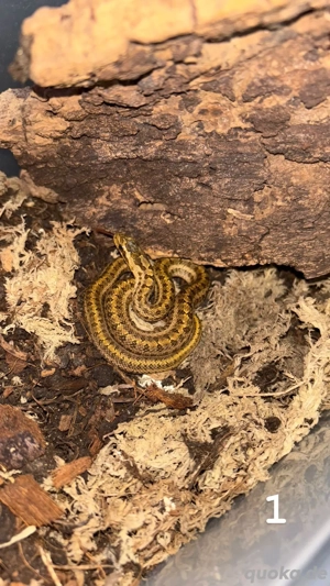 Dionenatter NZ 25 (Elaphe dione)