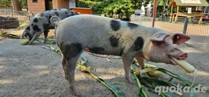 Bunte Bentheimer Zuchtsau