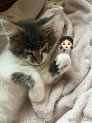 Reinrassige XXL Maine Coon Kitten