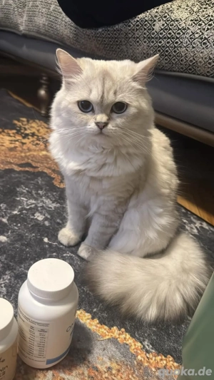 Perserkatze abzugeben