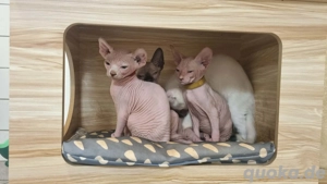 Sphynx-Kätzchen