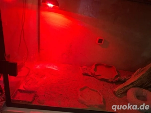 baby Bartgame knapp 5 monate alt weiblich